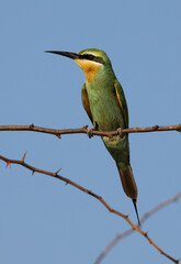 Blue-cheeked bee-eater at Jasra, Bahrain