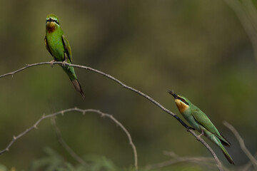 A pair of Blue-cheeked bee-eater perched on acacia tree. One of them holding a bee