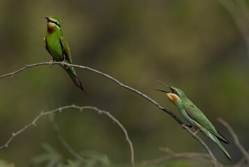 A pair of Blue-cheeked bee-eater on green at Jasra, Bahrain