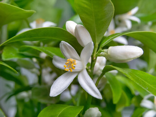 Calamondin or calamansi fruit flowers, buds and leaves branch.