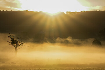 Golden sunrise with mist rising over the Devon countryside. A lone tree stands as the dawn breaks. Rural setting. copy space. portrait orientation capture.
