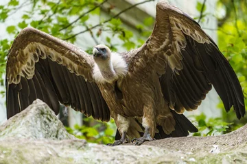 Fototapeten Griffon Vulture © Eric