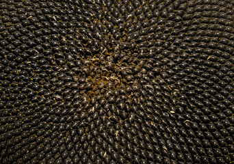 Sunflower seeds close-up background. Sunflower core with seeds. Harvest sunflower. Agriculture.