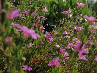 pink flowers in the meadow