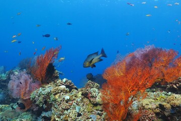 Fototapeta na wymiar Underwater colorful rich tropical coral reef. Various colored corals and exotic fishes. Scuba diving on the underwater reef with ocean wildlife. Scuba diving underwater photography.
