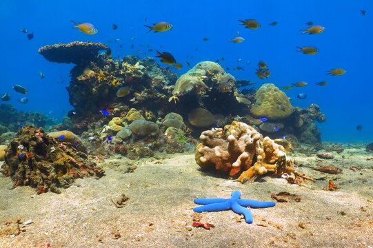 Blue starfish and rich tropical coral reef with swimming fish. Scuba diving in the shallow tropical sea with marine wildlife. Blue ocean, coral reef, sea star  and fish.