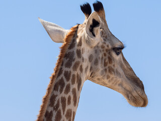 Giraffe