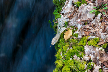 autumn leaves on moss  along a stream