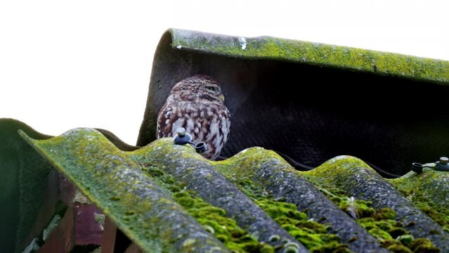 little owl (Athene noctua) also known as the owl of Athena or owl of Minerva on a roof, Heinsberg, North Rhine-Westphalia, Germany