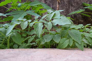 Stone brick podium with nature leaves for design healthy product