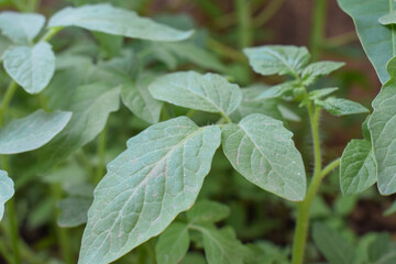 Leaves of tomato plant, tomato leaves nature background