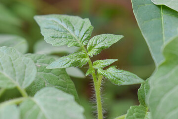 Leaves of tomato plant, tomato leaves nature background