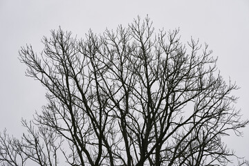 branches of ash tree in late fall