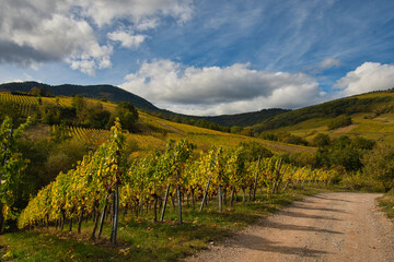 Herbst in den Weinbergen vom Elsass bei Reichsfeld