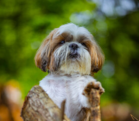 Naklejka na ściany i meble shih tzu dog near a sawn tree in the forest