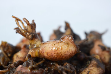 Close up Tumis Cumi, Oseng cumi or Stir Fried Squid placed on tranparent plate of glass isolated on white background. Indonesian food 