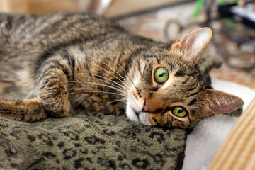 Brown tabby cat on chair