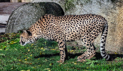Cheetah preparing to jump. Latin name - Acinonyx jubatus	