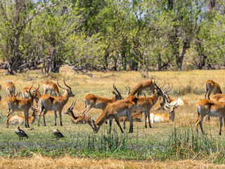 Antilope