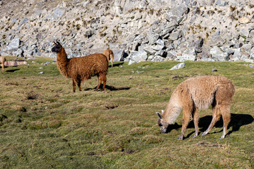 Llamas in the morning sun in the scenic Tunari National Park near Cochabamba, Bolivia - Traveling...