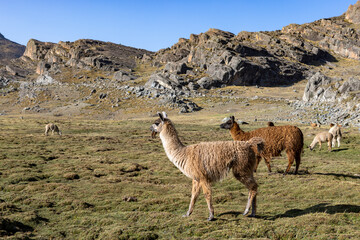 Llamas in the morning sun in the scenic Tunari National Park near Cochabamba, Bolivia - Traveling and exploring South America