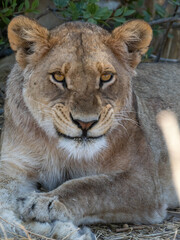 Fototapeta premium Löwe