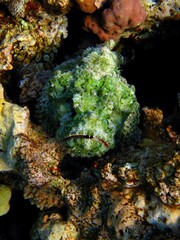 Green devil scorpionfish (Scorpaenopsis diabolus) hiding on corals. Venomous creature, underwater photography from snorkeling. Marine life, poisonous predator fish.