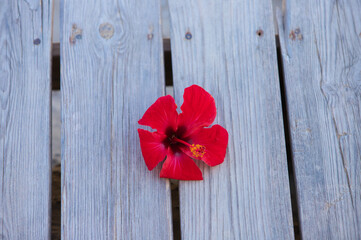 Red flower with scientific name Hibiscus Syriacus on wooden background. Concept backgrounds and textures. Medicinal plant.