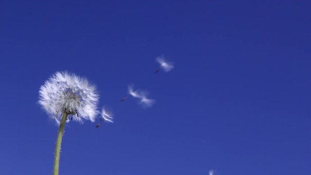 dandelion on sky background in slow motion
