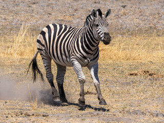 Zebra