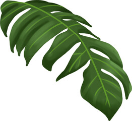 green leaves isolated on white