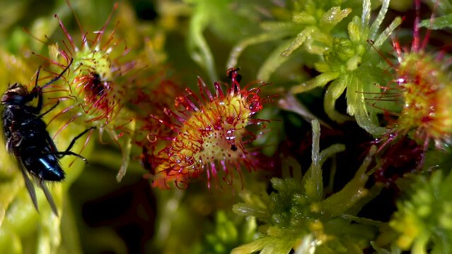 Drosera. A fly trying to escape the sticky hairs of sundew leaves. Close-up.