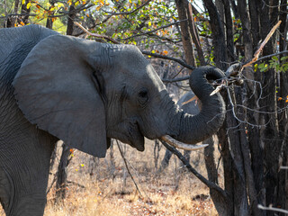 Elefant