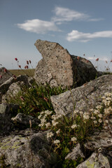 Natural composition: alpine meadow flowers and rock. Ideal for website design, tour promotion, eco products.