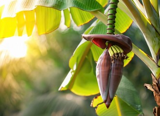 Banana grows on a tree in the harvest garden on everning sun flare. AI Generated.