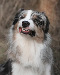 australian shepherd dog