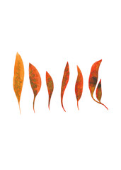 Watercolor sketches of autumn leaves. Leaves in hand drawn style. Falling leaves. Set of orange leaves for your design