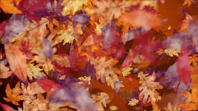 Animation of hand drawn yellow and red autumn leaves flying and spinning. Looped seasonal holiday background.