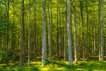 The dense beech forest background is full of green leaves