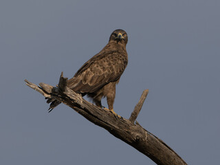 Adler