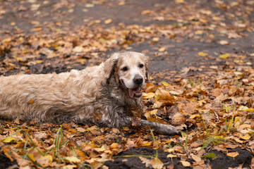 A happy dog lies in a muddy puddle in the fall. A naughty golden retriever lying in the mud.