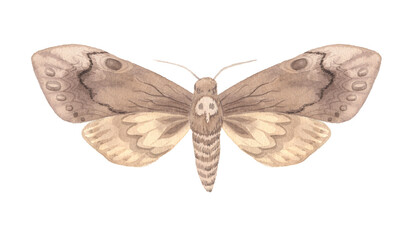 Watercolor beige moth insect isolated on white