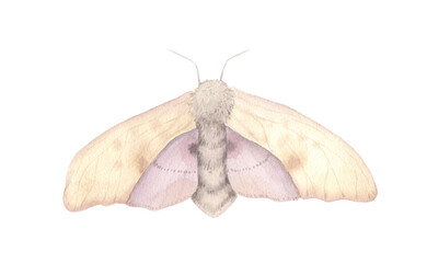 Watercolor beige moth insect isolated on white