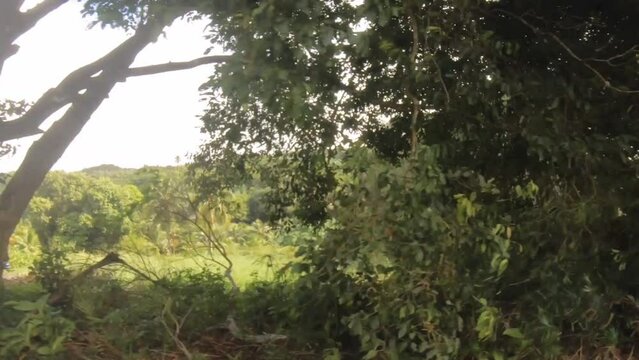ride in car street view of green tropical vegetation tree bushes grass land and houses building yard plantation farm in neighborhood in back road of Rarotonga during moody cloudy day time with no sun