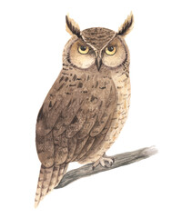 Watercolor woodland owl bird - 666696465