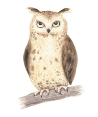 Watercolor woodland owl bird - 666696480