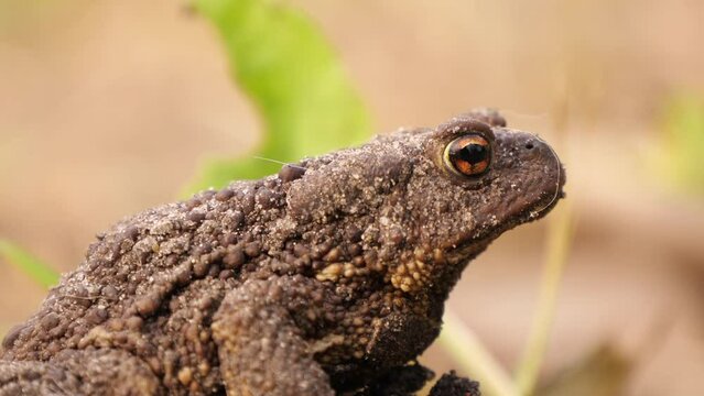 Toad. Frog toad close up