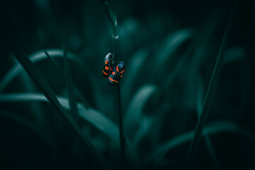 A close up of two black and red bugs on a sheath of grass on a meadow