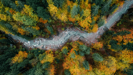 Autumn Forest from above