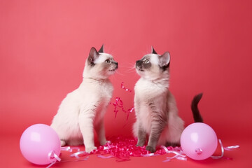 Fototapeta na wymiar White cats on a festive background with balloons. AI Generated